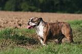BULLDOG ANGLAIS 159